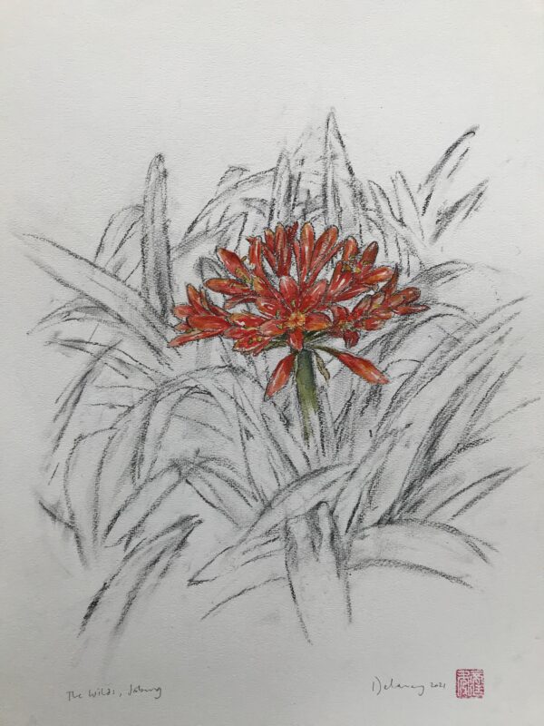Clivia