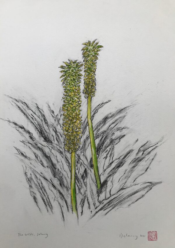 Eucomis Comosa