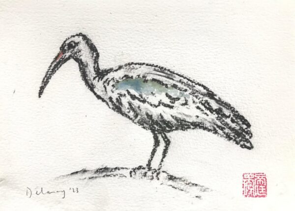 Hadeda Ibis
